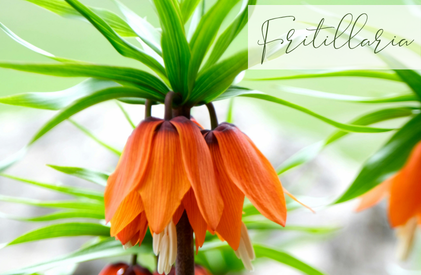 Shop Fritillaria
